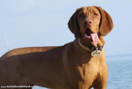 Brenda - Feltöltötte: Dubán Dorina