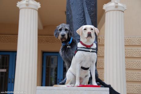 Feltöltötte: Szatmári Dóra, #foto2014 #kutyásvárosnézés #labrador #labradoodle