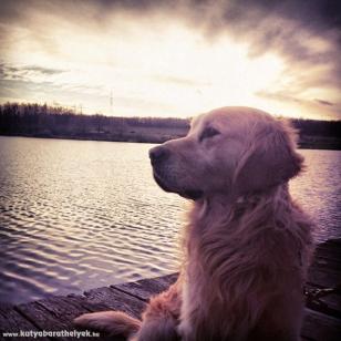 Feltöltötte: Tomayer Dóra, Bógyó, 4 éves Golden retriever