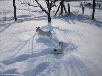 Kutyajárat a nagy hóban  - Feltöltötte: Csilla Kurdi