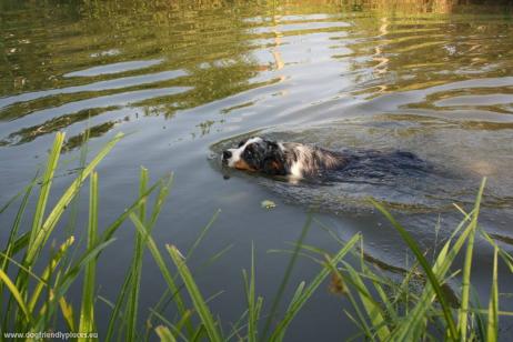 Uploaded by: Schmidt Zsófia, Swimming