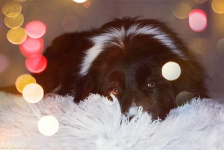 Gino border collie - Feltöltötte: Benkő Zsófi