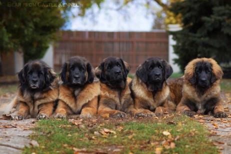 Bear from Castle Leonberger Kennel - Feltöltötte: Létai Bonifác