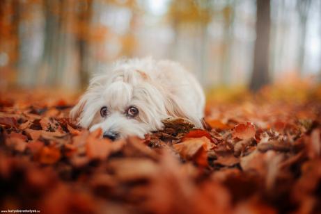 Queenie a Havanese a Bükki Nemzeti Parkban - Feltöltötte: Zsuzsa Ribai