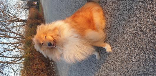 Dante, 2.5 éves collie - Feltöltötte: Bodor Viktória
