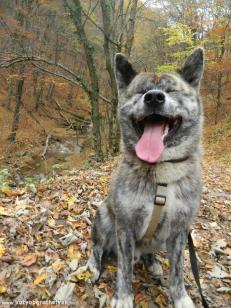 Hacsi az én kis Japán Akitám :) - Feltöltötte: Bakó Csilla