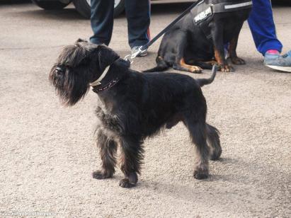 Cappy, Mátraszépe Törpe  Schnauzer ,Versenyen - Feltöltötte: Fülöp Erzsébet