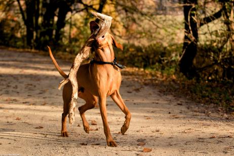 ha nincs labda, jó a farönk is (ősi vizsla közmondás) - Feltöltötte: Böhm Csaba