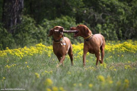 vizsla szeretet - Feltöltötte: Tóth Judit