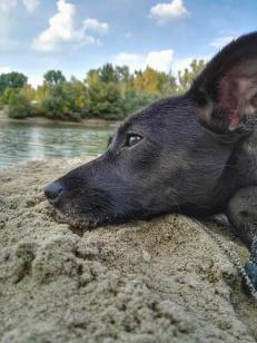 Feltöltötte: Hanzó Gergő, Boti