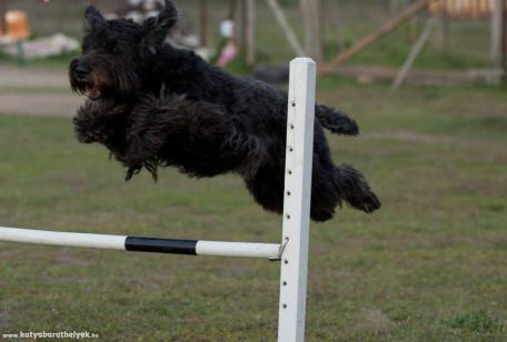 Diego -Agility,a kezdetek,kezdetén!-  - Feltöltötte: Nagy Enikő