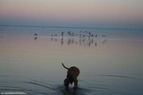 Feltöltötte: Fülöp Viktória, Nekem a Balaton a riviéra :)